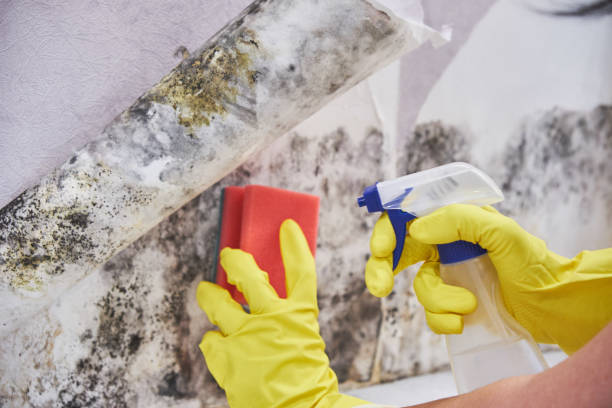 Best Biohazard Mold Removal  in Pocahontas, IA